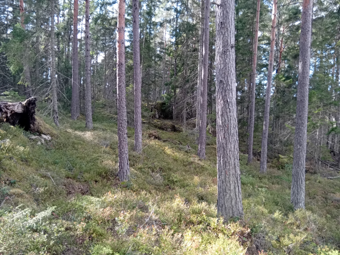 Bommersvik 1
