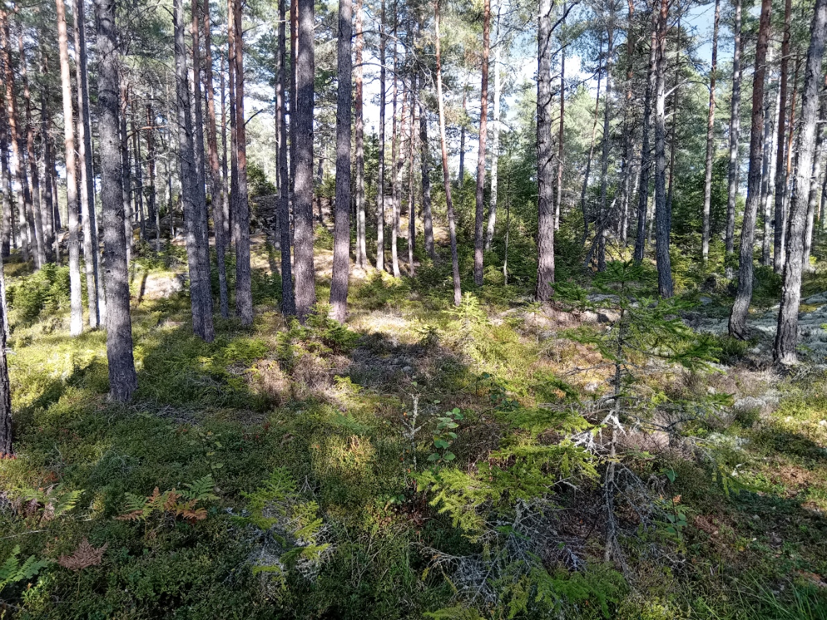 Bommersvik 3