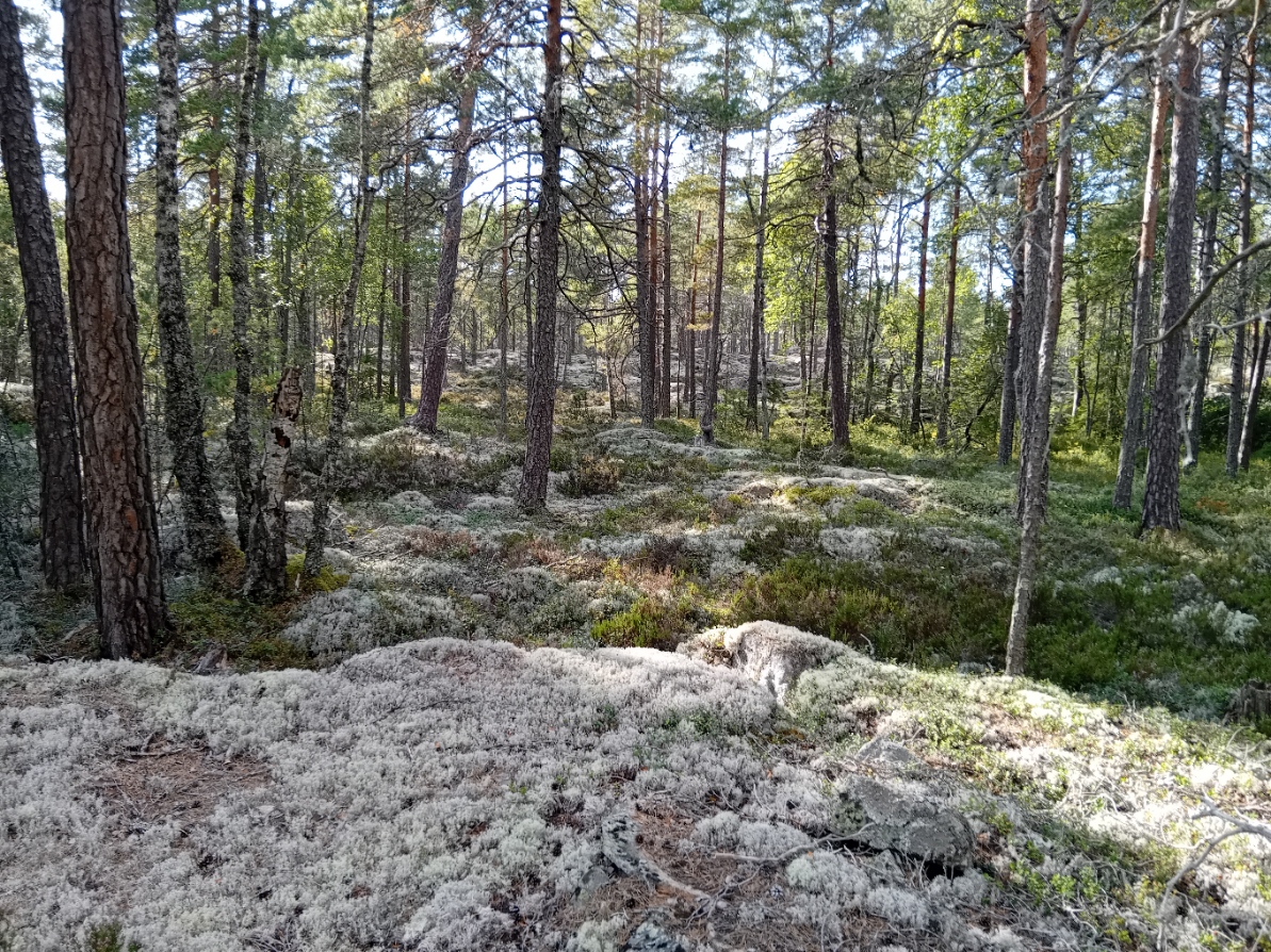 Bommersvik 5