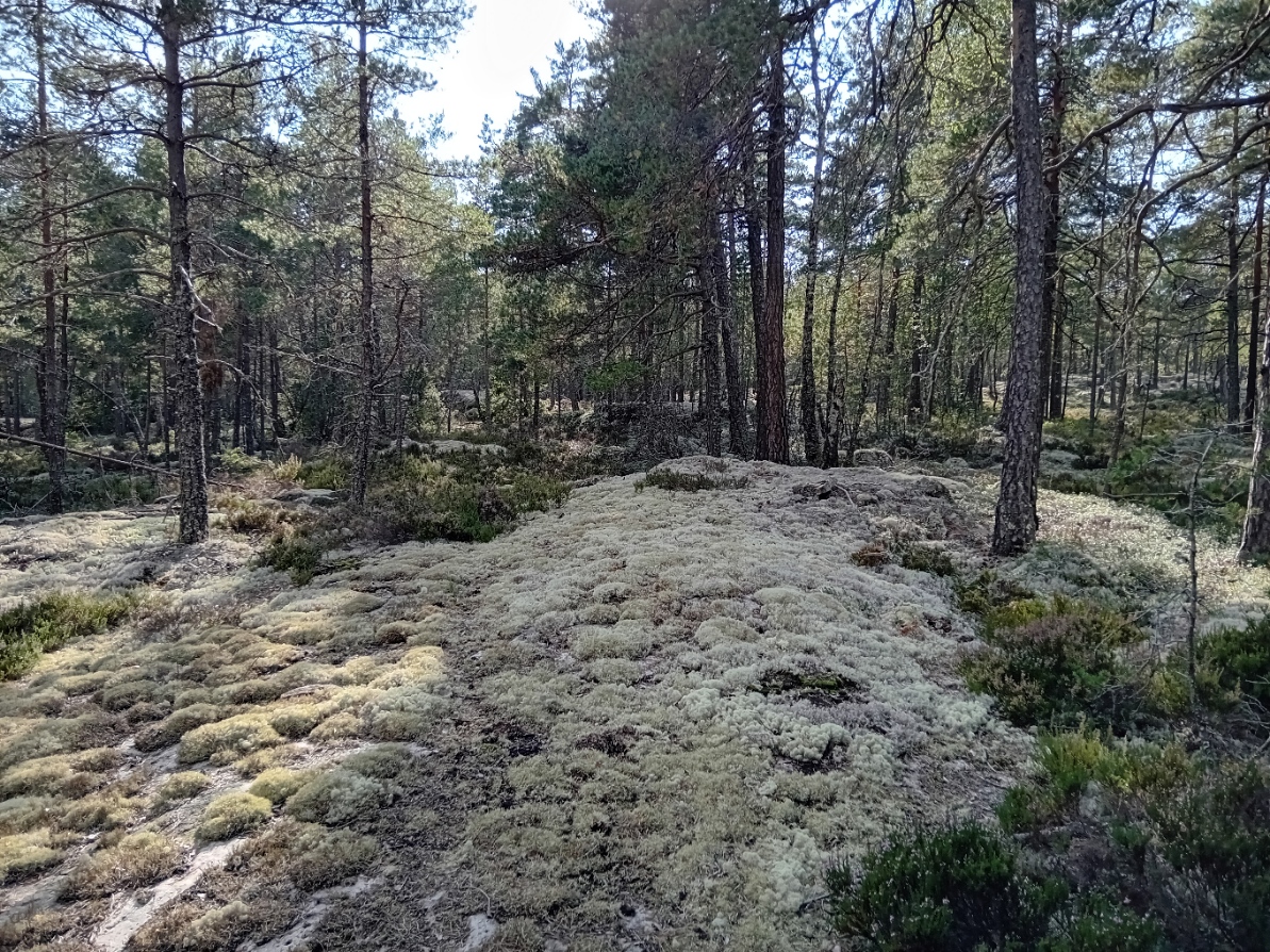 Bommersvik 6