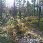 Bommersvik 7