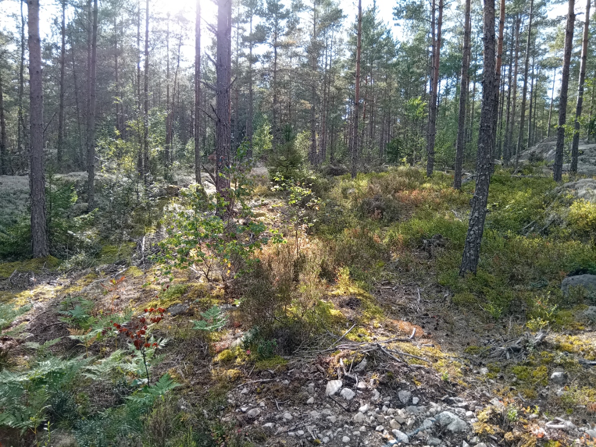 Bommersvik 7