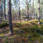 Bommersvik 8